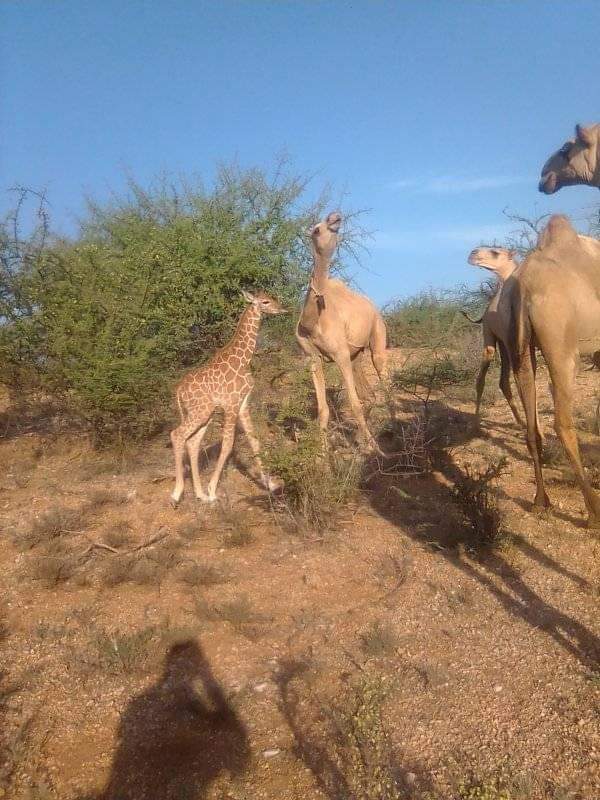 Only pastoralist would understand this spotted in Samburu East Constituency Sasab area.