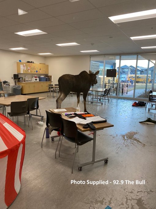 Moose in classroom at Sylvia Fedoruk School in Saskatoon, SK