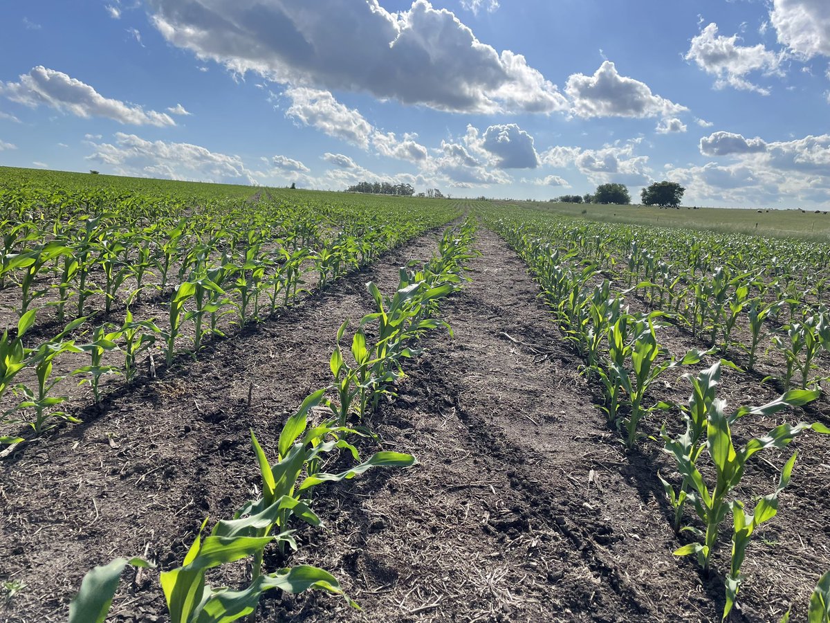 luisinaDel's tweet photo. DK 69-10 VT3P Siembra 30/9 en secano, con solo 10 mm desde la siembra. Miguelete ( Colonia ) #DekalbRinde @agroterrauy https://t.co/CJVpdfAwyC