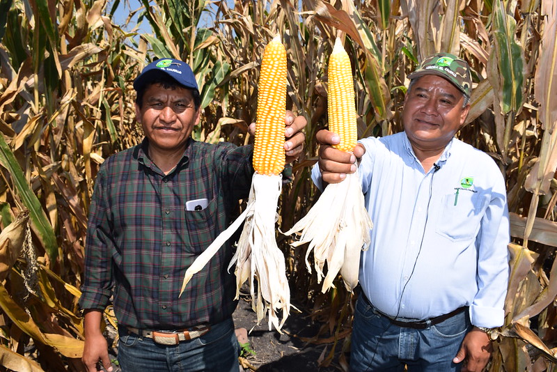 ACCIMMYT's tweet photo. El programa #MasAgro - #CultivosParaMéxico, de @Agricultura_mex y @CIMMYT, recibió hoy el #PremioCésarGarza de la Asociación Mexicana de Semilleros (@AMSACSemilleros) por el desarrollo de 70 variedades híbridas de maíz durante la última década. https://t.co/cBa0zE7zKx