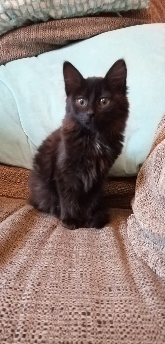 gregoire316's tweet photo. Photos de mon chat parce qu’il est trop beau : https://t.co/eoDmbebvFS