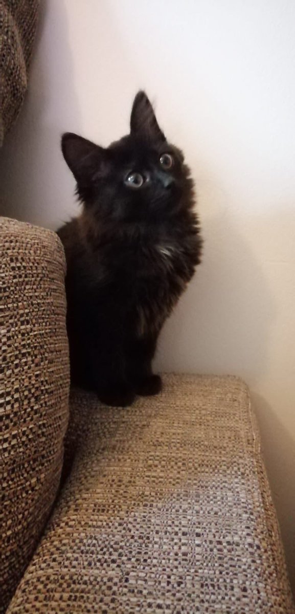 gregoire316's tweet photo. Photos de mon chat parce qu’il est trop beau : https://t.co/eoDmbebvFS