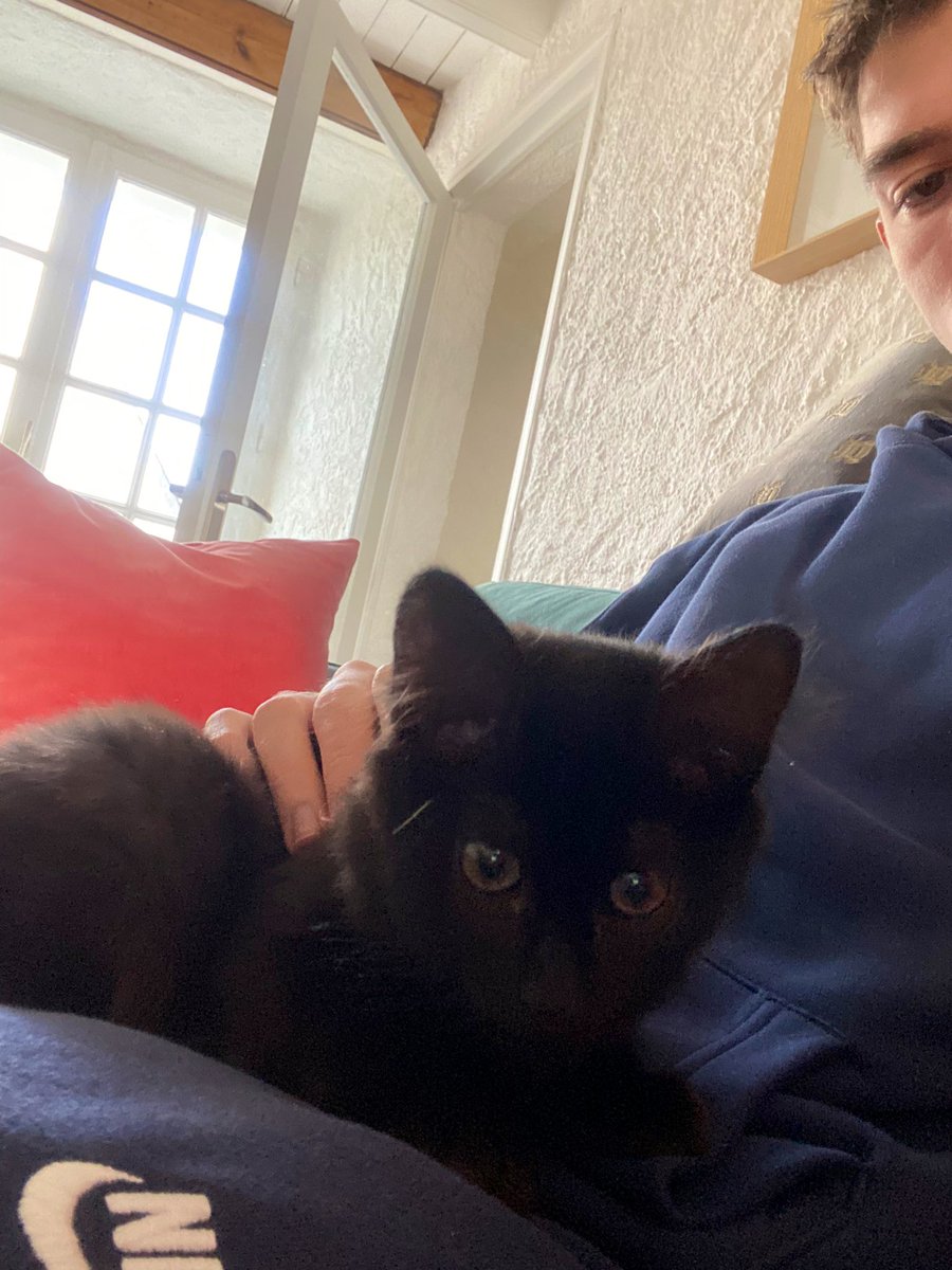 gregoire316's tweet photo. Photos de mon chat parce qu’il est trop beau : https://t.co/eoDmbebvFS