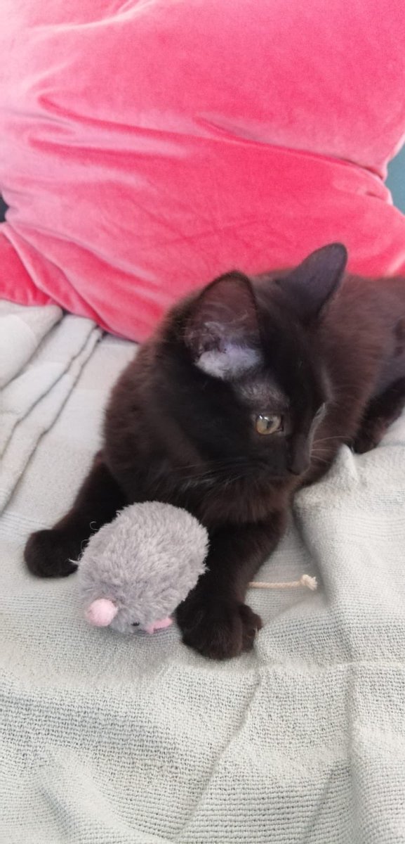 gregoire316's tweet photo. Photos de mon chat parce qu’il est trop beau : https://t.co/eoDmbebvFS