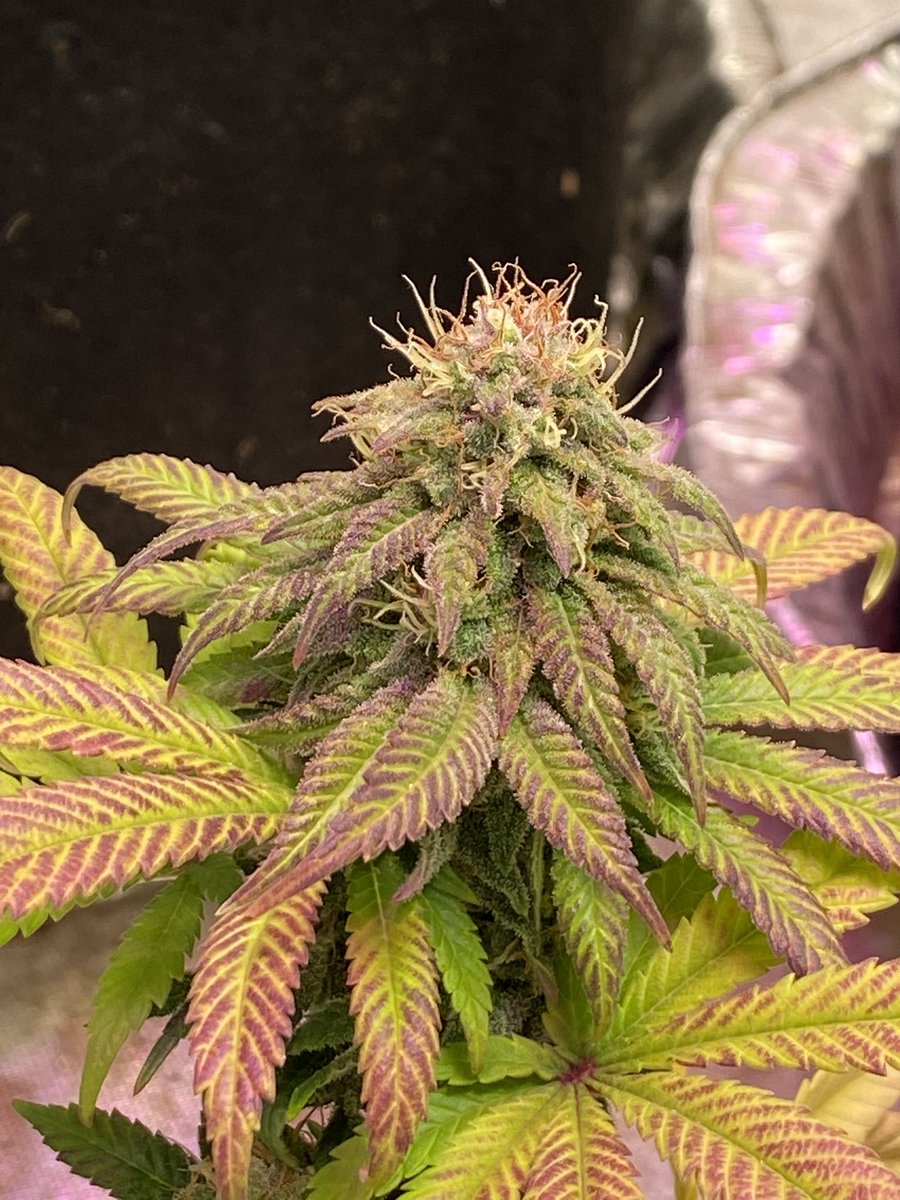 big_bear_canna's tweet photo. Atomic Haze: Atomic Northern Lights x Haze(unknown genetics). Not too bad for a Solo-cup challenge! #growyourown #DrAtomic #CannabisCommunity #weed https://t.co/nQG3TXZ3EK