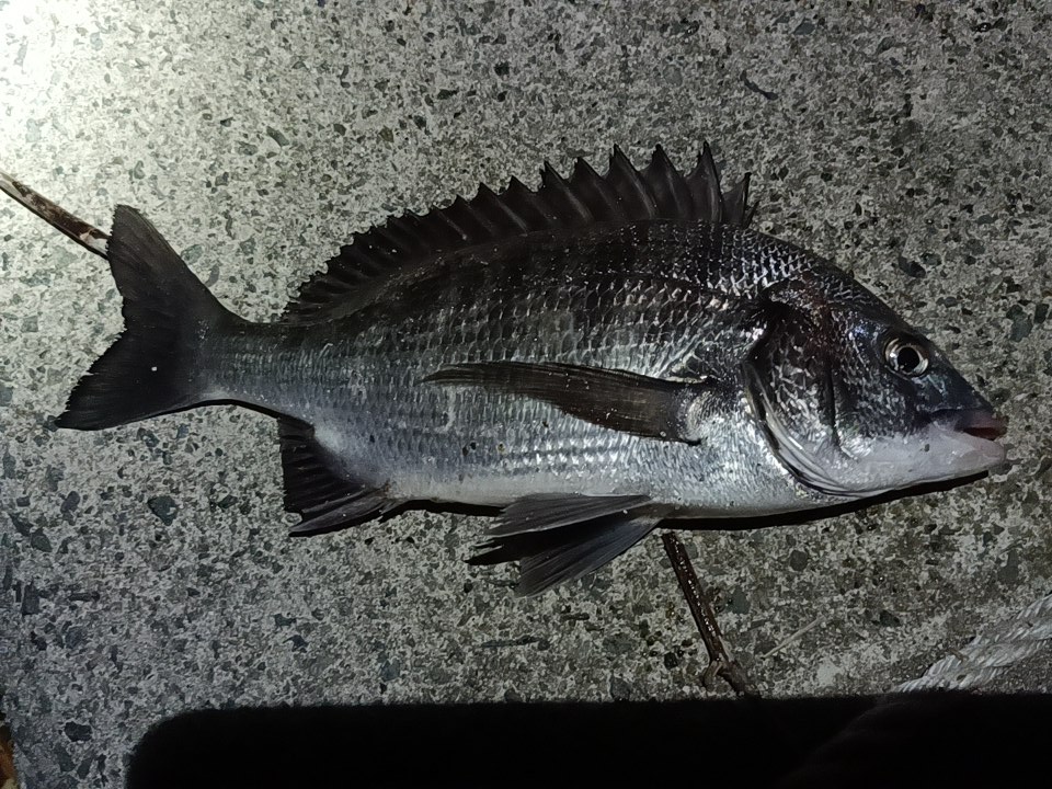 うぬぎ Samurai1 Twitter うぬぎ Samurai1 Twitter