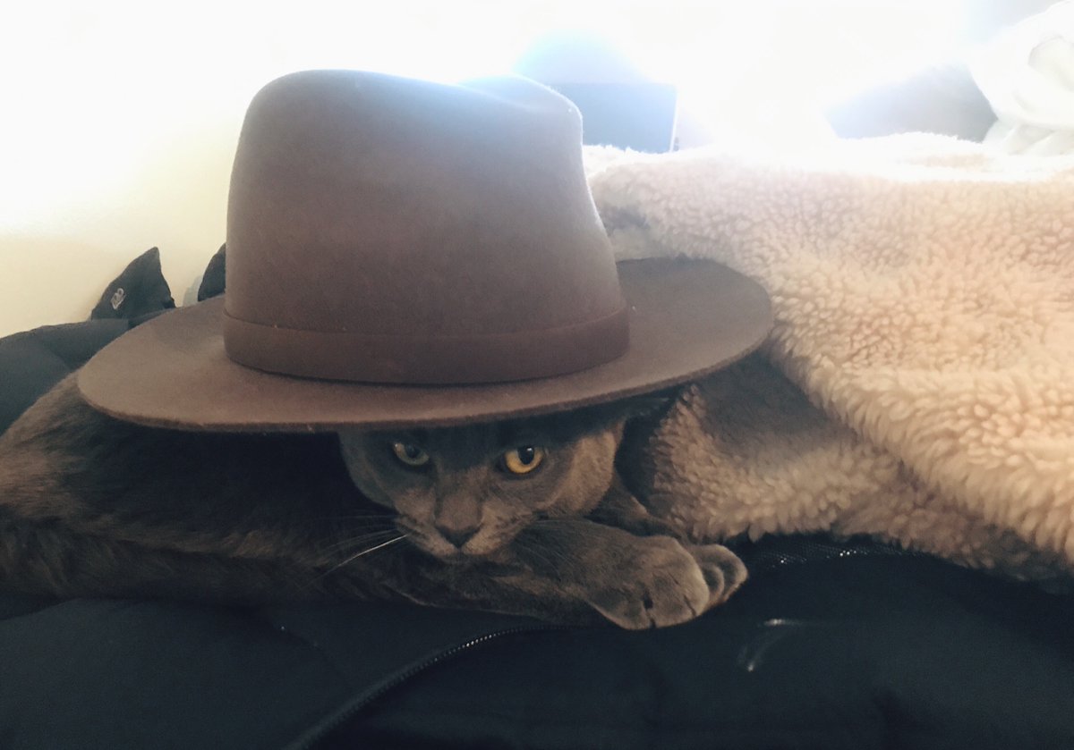 #tbt to this ICONIC lewk. Some say tha fashion world still hasn’t recovered from it 🤠

#catsinhats 
#catsontwitter #catsoftwitter #throwbackthutsday