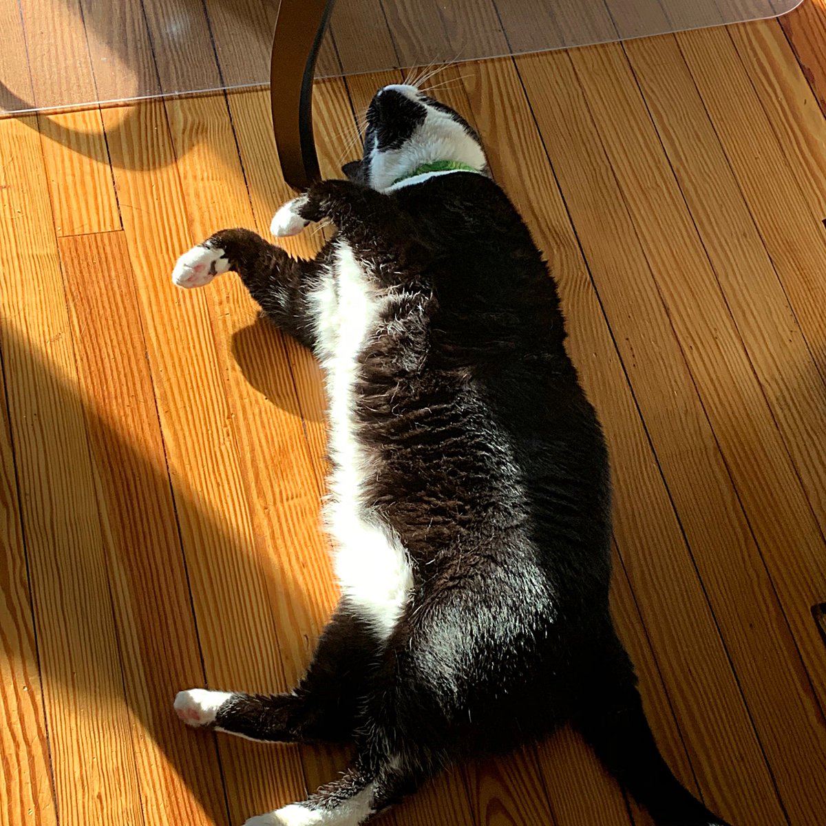JulReDesigns's tweet photo. @chris_notcapn Modified version but I was informed to stay in my place and not get any stupid ideas like rubbing his belly or coming within 10 feet of him. @sparkybooboo  said he'll let me know when he needs me. Until then, back up. https://t.co/2xlDLZSl9m