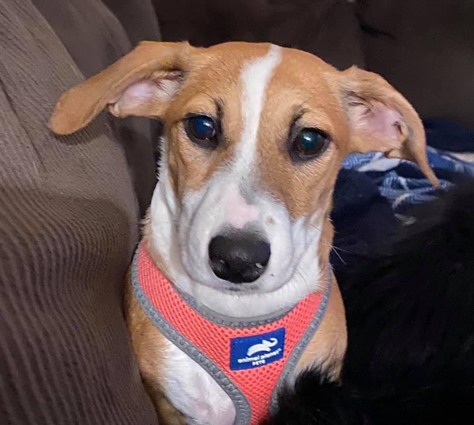 4luckydogs's tweet photo. Hi!!  My name is Perla and I am roughly 5 months, a beagle/min pin (and more), and a female who needs to build some confidence. I am not a fan of being left alone and certainly not a fan of the crate…yet! I am a true snuggle bug!  Adopt me @ https://t.co/NbbyFX0vpR https://t.co/op4nbE0gV3