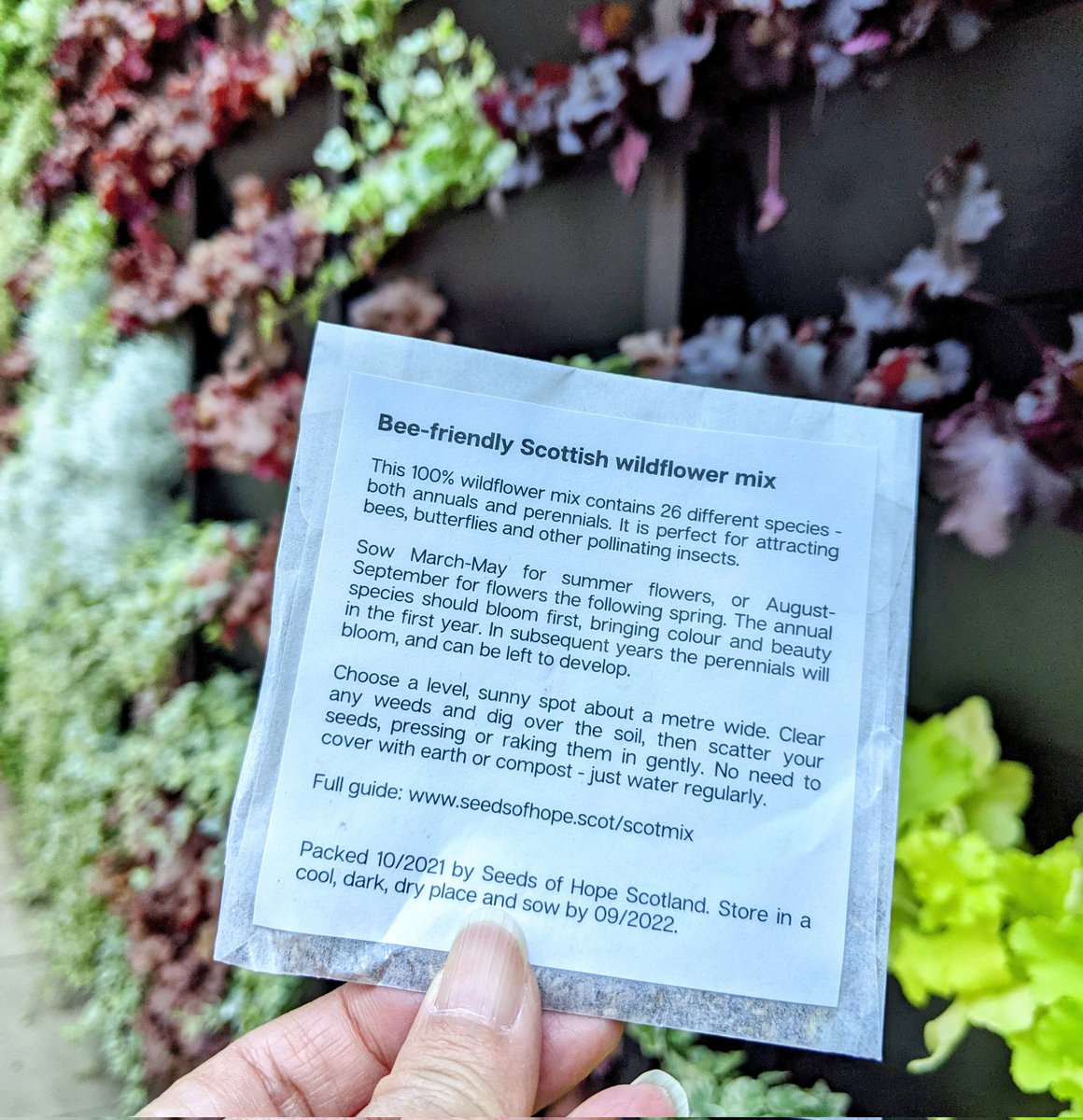 RieSuzukiUK's tweet photo. @LNER Thanks, @LNER ! Today I received Scottish wildflower mix seeds in front of #AzumaLivingWall, Edinburgh Waverley station. I am very happy because the wildflower meadow is that I am most interested in lately. 😮🤩🥳 https://t.co/OAZBStOda0
