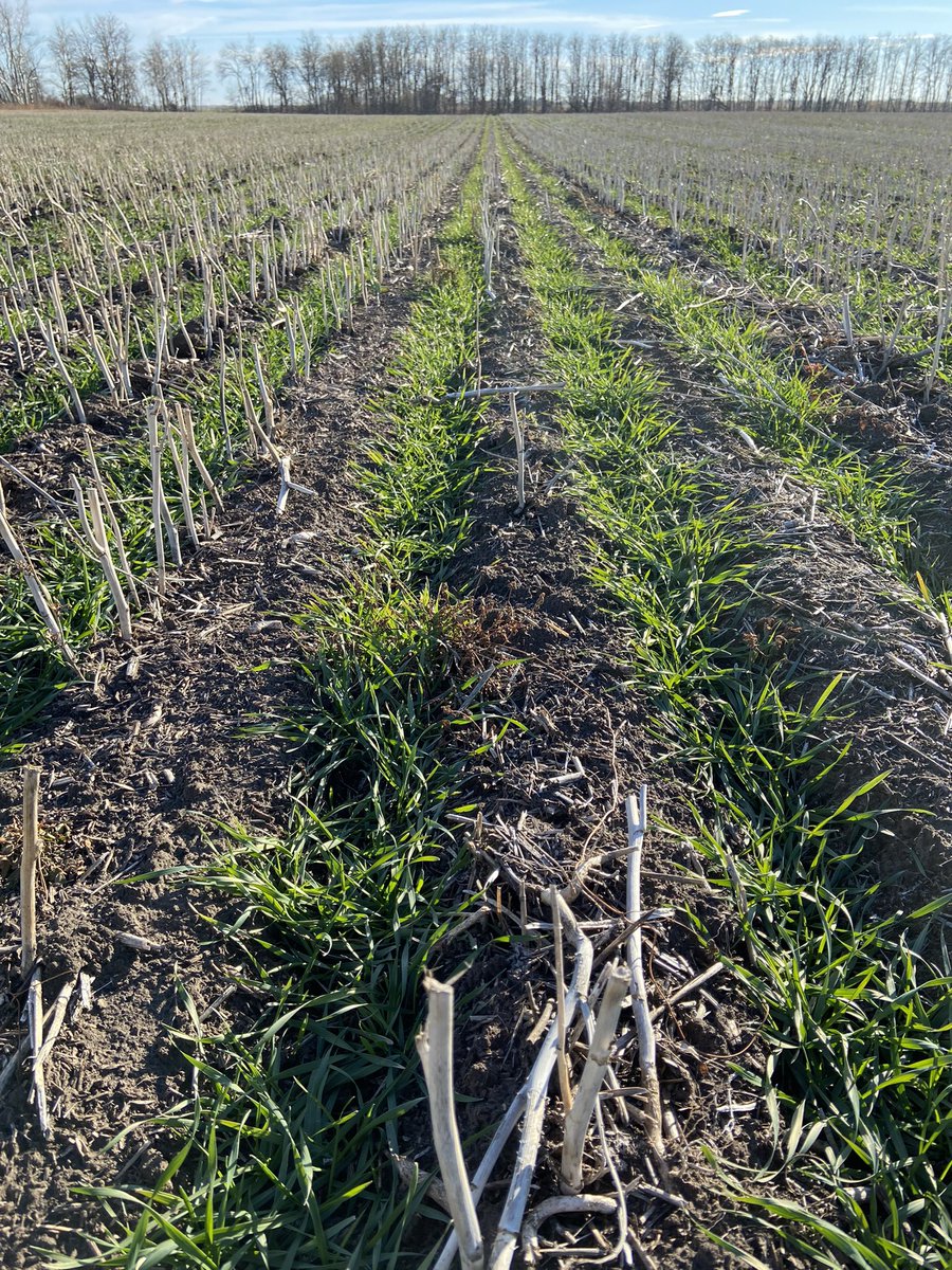Beautiful day in the #Parkland ☀️ checking some winter wheat up by Kamsack #AACGoldrush. Looks really nice! Rows are even, good root development and perfect stage before winter. <a href="/growwinterwheat/">WWWI</a> #Plant22