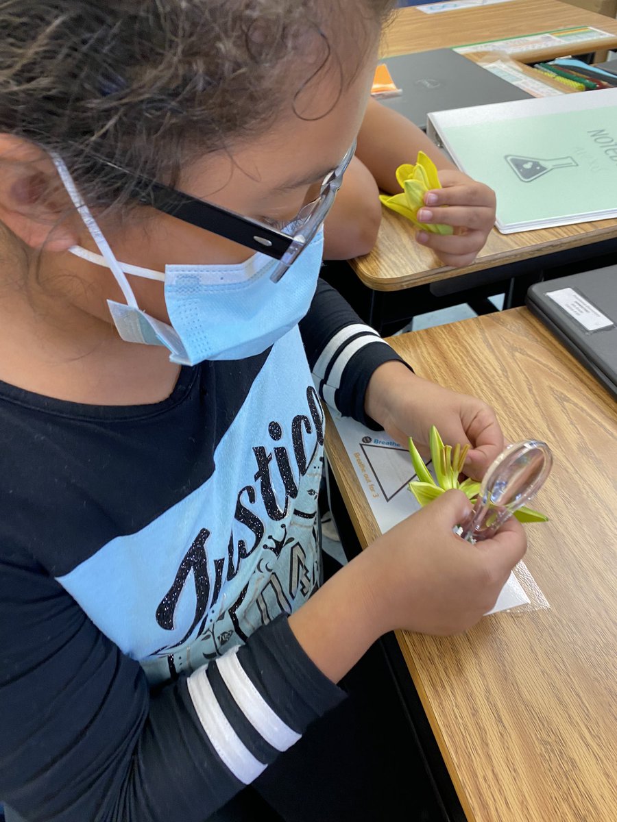 MrsMcConnell3's tweet photo. “Bud”ing Scientists investigating flower parts 🌷🌸  #scientists @ProvidenceES #fourthgrade #handson https://t.co/OVJLTt0VqL