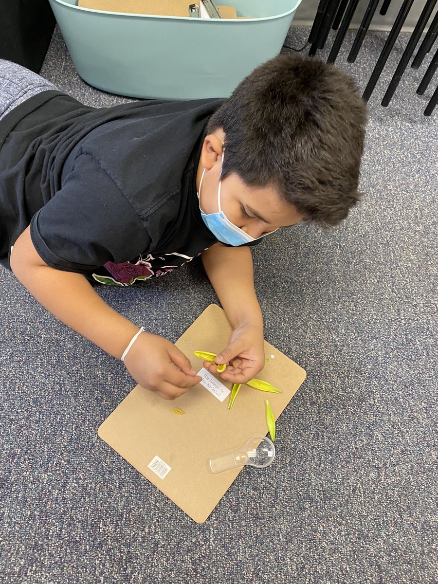 MrsMcConnell3's tweet photo. “Bud”ing Scientists investigating flower parts 🌷🌸  #scientists @ProvidenceES #fourthgrade #handson https://t.co/OVJLTt0VqL