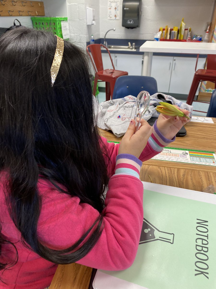 MrsMcConnell3's tweet photo. “Bud”ing Scientists investigating flower parts 🌷🌸  #scientists @ProvidenceES #fourthgrade #handson https://t.co/OVJLTt0VqL