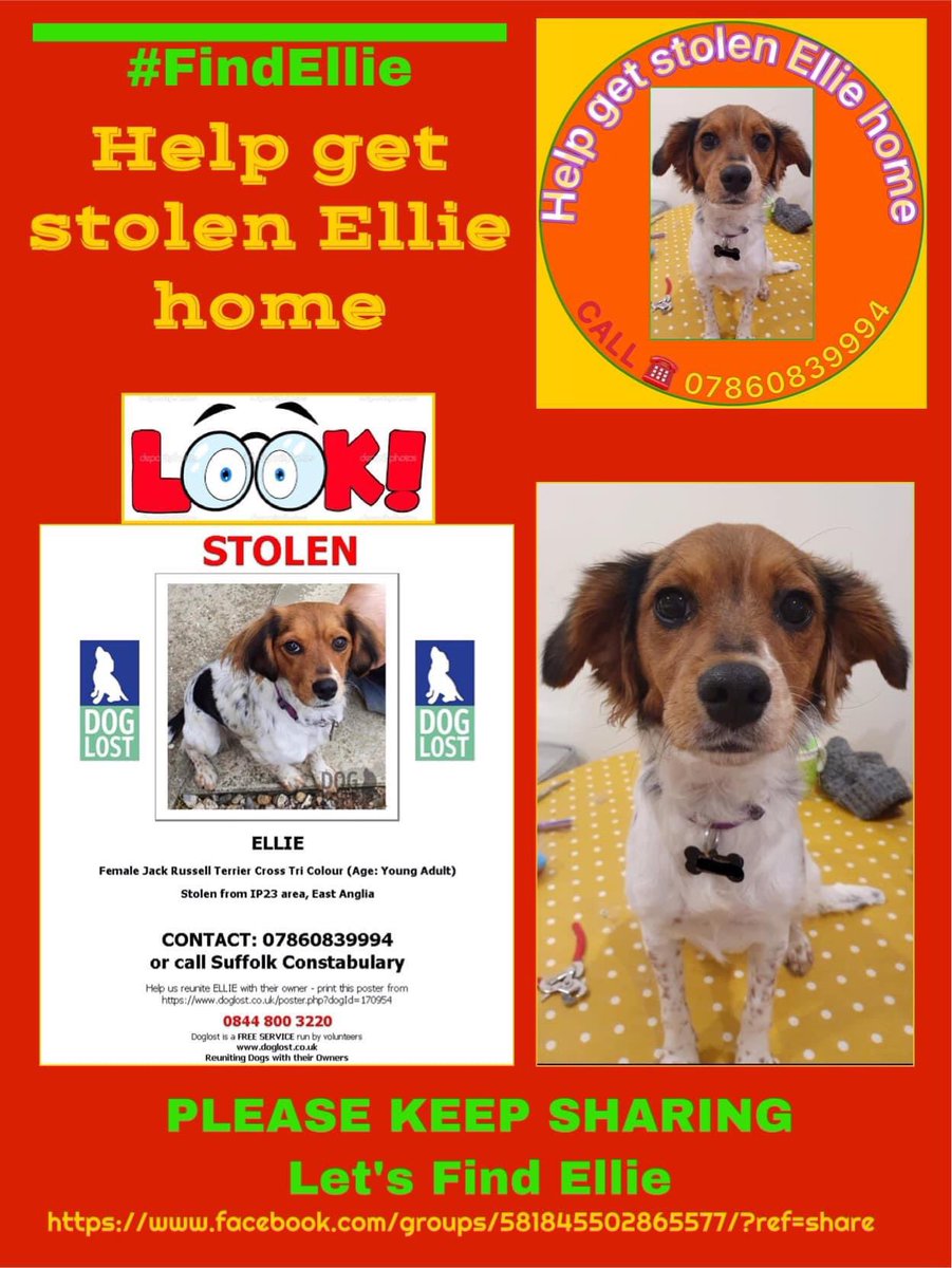 Help find stolen Ellie! #stolen by #harecoursers 30/11/21 on walk in #Wickhamskeith nr #Mendlesham #Suffolk Her family are so grateful for all shares and help we have recieved so far xxx Female #JRT X young TAGGED&CHIPPED facebook.com/groups/5818455… @bs2510 @HunnyJax @MolliePug