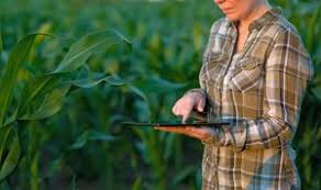 CSA Brown Bagger Agronomy Series. Grab your lunch and join us for this virtual event on Nov 29 11 am-1 pm. CEU credits available. More info or register at bit.ly/3mNzk7r
#CSA #agronomy