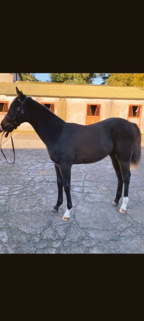 Lot 1416 in Tattersalls Flat Sale 13th November. Colt by Elzaam ex Anjana. Dam sire Siyouni.