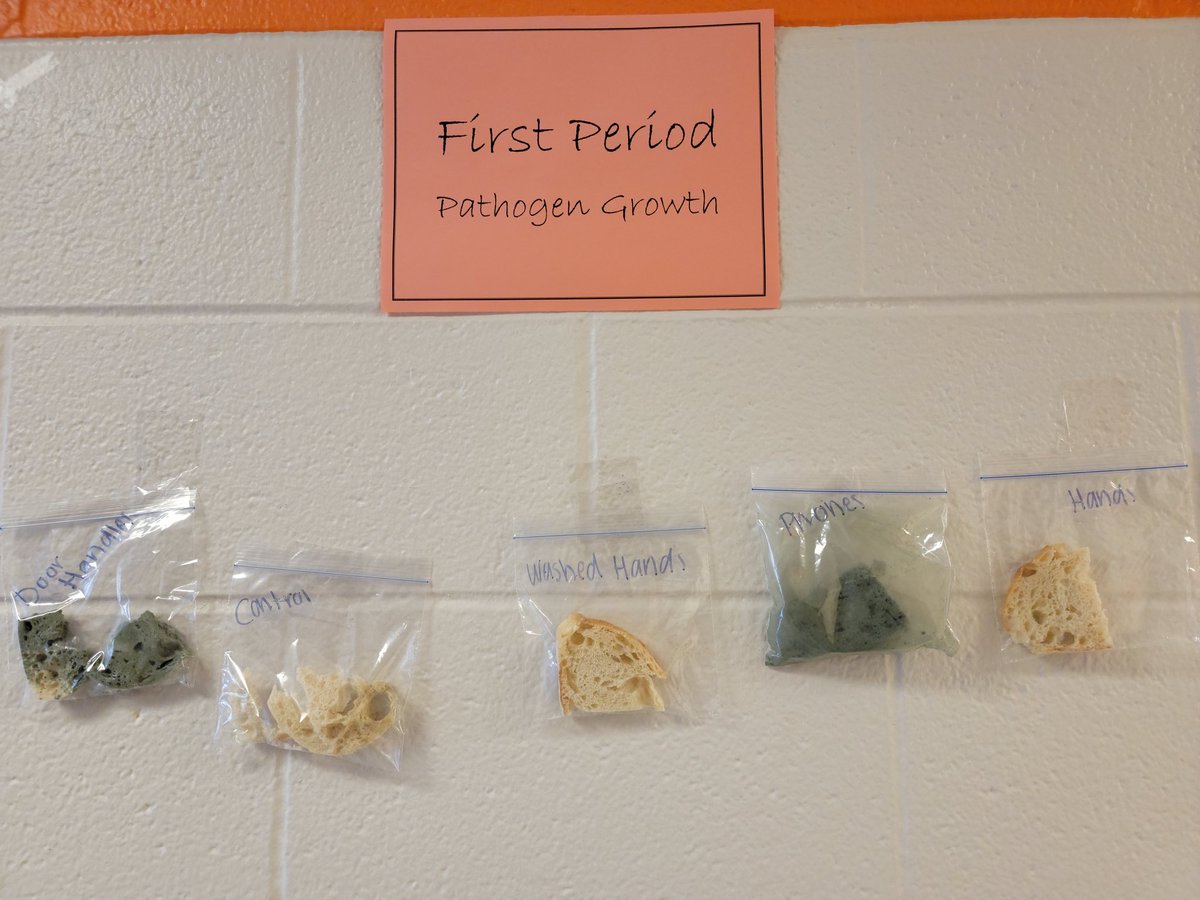Growth experiment from 🧡🖤 SWHS CTE Teacher Miss Jarman's Foods II. This is also part of ServSafe. Look 👀 at how much more growth happened from the doorknob and cell phone. 🤢 <a href="/SWOnslow/">SW Onslow Stallions</a>  <a href="/OnslowSchools/">Onslow County Schools</a> <a href="/bailey_cte/">Chris Bailey</a>
