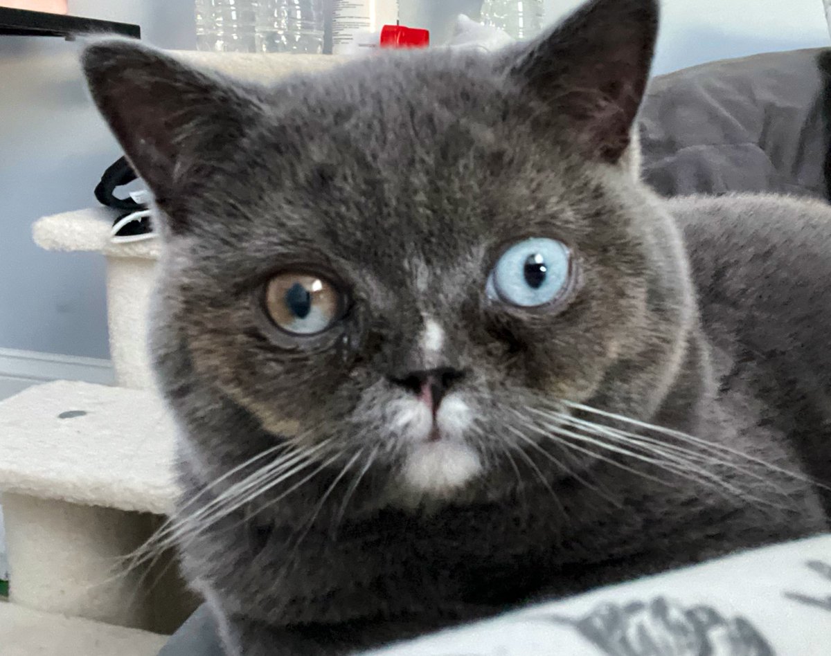IamTopazBlu's tweet photo. When mom tells you breakfast will be an hour later starting on Sundayโฆโฆ ๐พ
#WhatTheFluff #WhoCameUpWithThis #iNeedToSpeakToTheManager #DaylightNotSavings #FallBackAndGetMyBreakfast #Cats #CatsOfTwitter #cat #kitten #kittens #Scottishfold #CatsLover #catstagram #TeamTopaz https://t.co/Qd5qFVqKDS