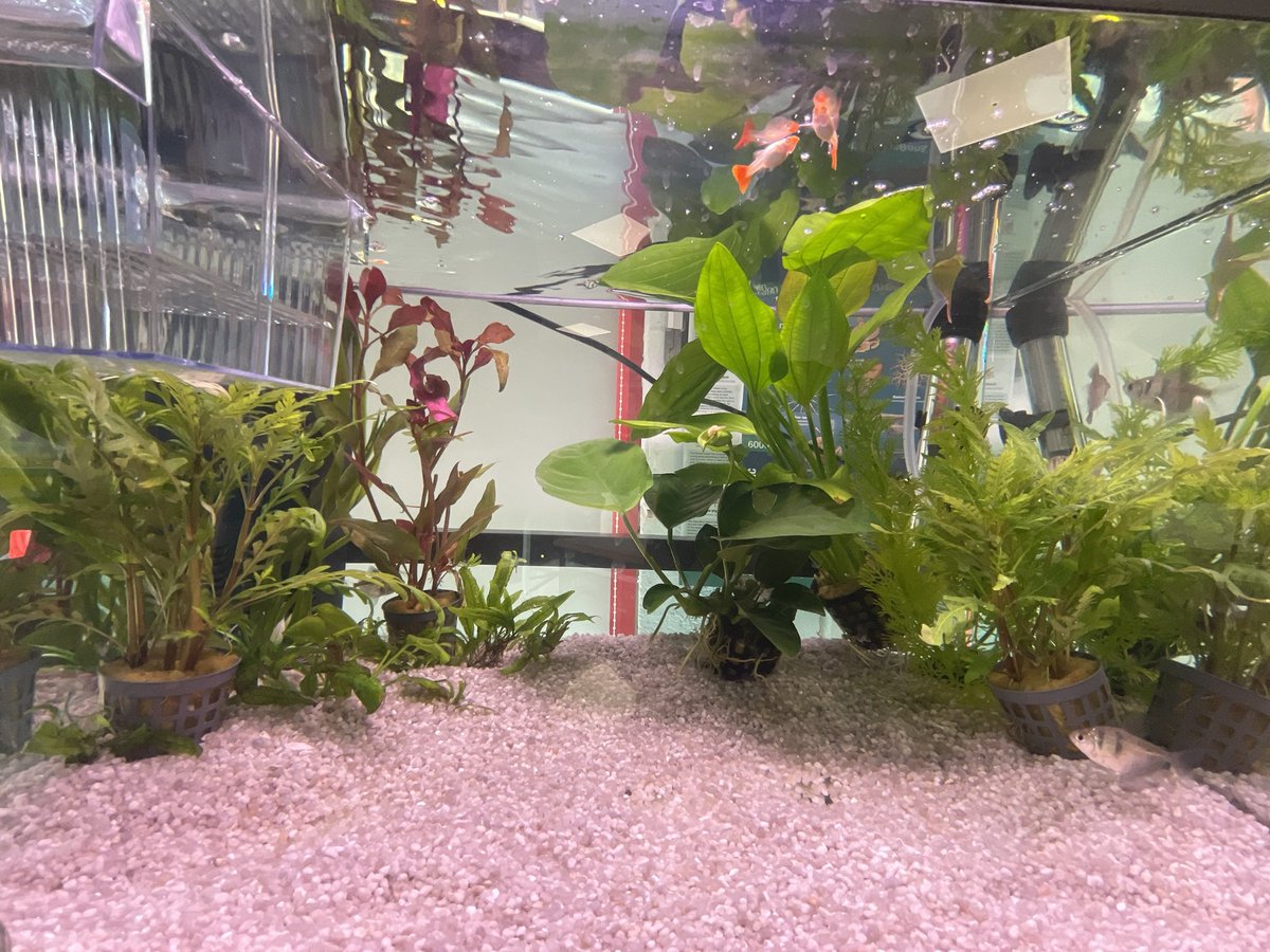 ADV Biology KHS tweet media