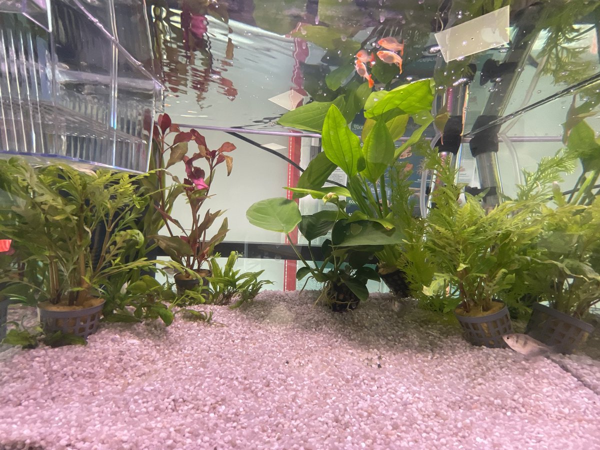 ADV Biology KHS tweet media