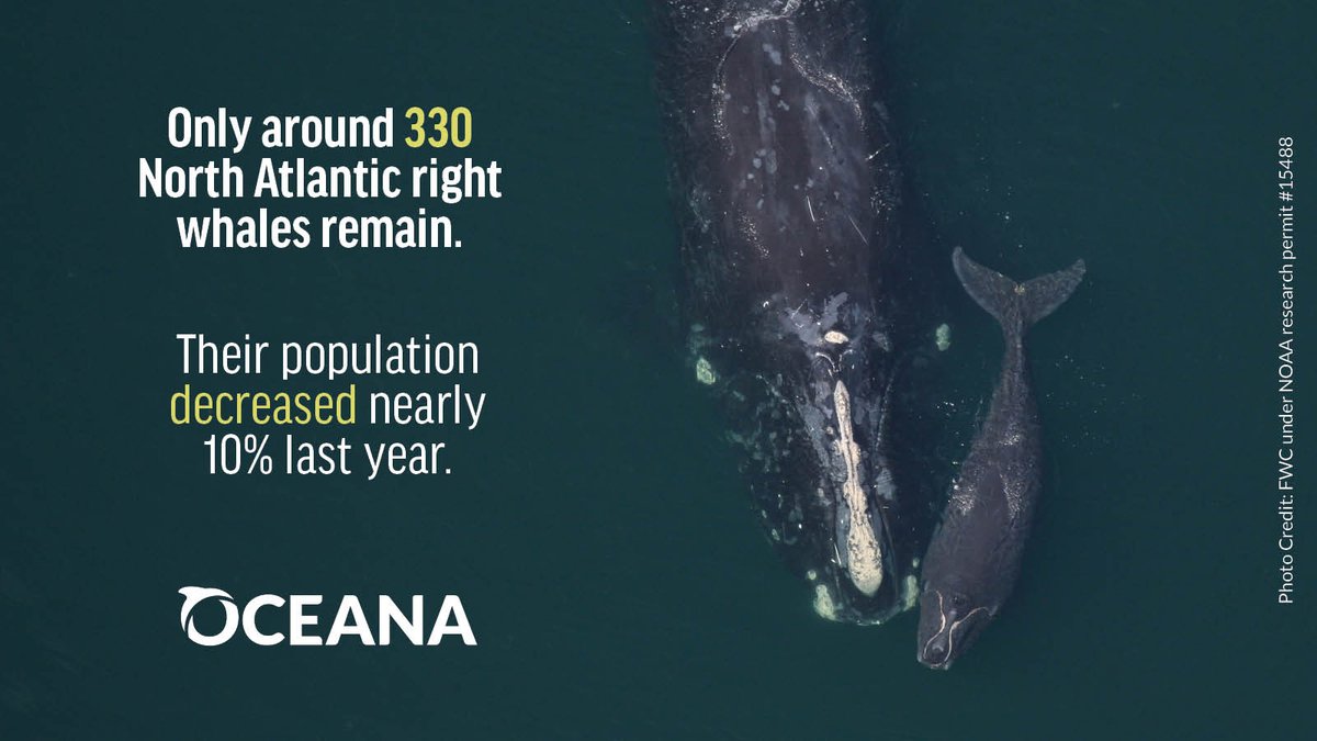 #HEARTBREAKING: Only around 330 critically endangered North Atlantic right whales remain after their population declined nearly 10% last year. Without aggressive action, they will continue toward extinction. Speak up for the #RightWhaleToSave: bit.ly/3BITALG
