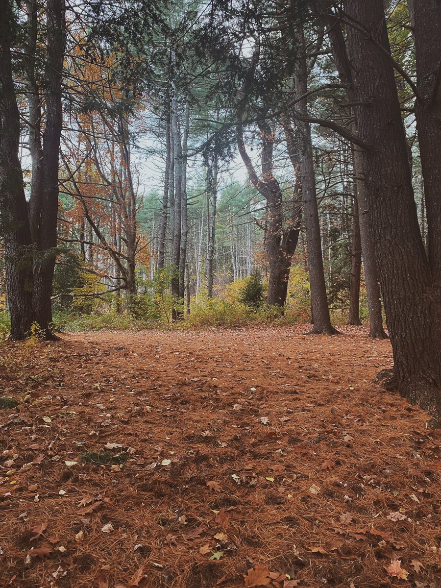Jamberee13's tweet photo. November woods https://t.co/pedpDww9Kf