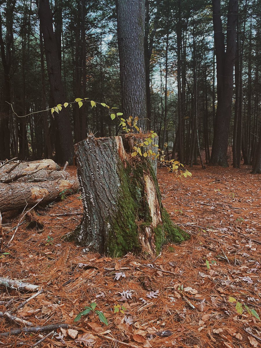 Jamberee13's tweet photo. November woods https://t.co/pedpDww9Kf