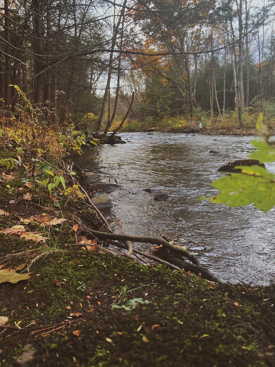 Jamberee13's tweet photo. November woods https://t.co/pedpDww9Kf