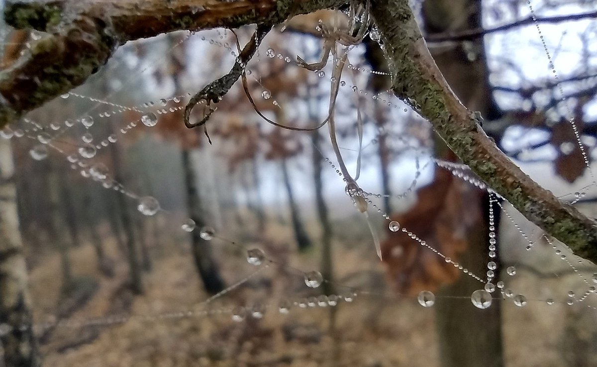 DominikaN_a's tweet photo. Dzisiejszy wiatr rozgoni mgłę.
Na szczęście udało mi się uwiecznić ją w tle diamentowych kropel.
Pozytywnie na dobranoc 😀 https://t.co/h5DfCZbXTe