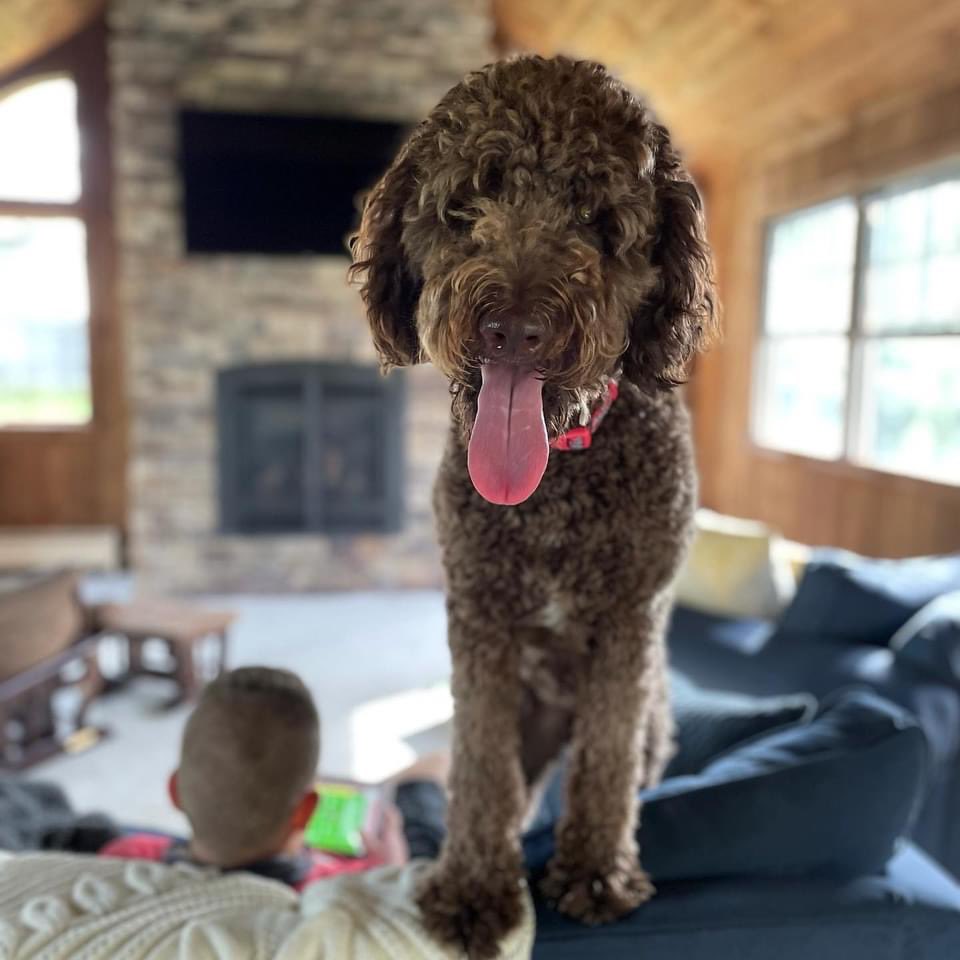 DolceAj's tweet photo. @AlyssaLang Love the Goldendoodles. https://t.co/UljtqPKAqz