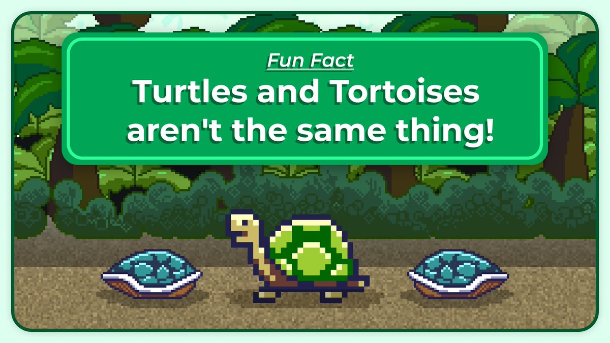 Turtle™ NFT tweet media