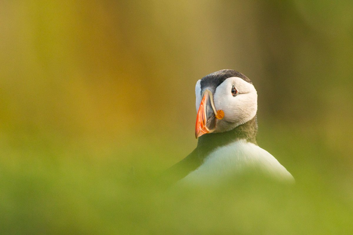 JamesWestPhoto1's tweet photo. Puffin on @skomer_island @BBCSpringwatch @WTSWW @Natures_Voice @Britnatureguide https://t.co/XZfACd4aVg