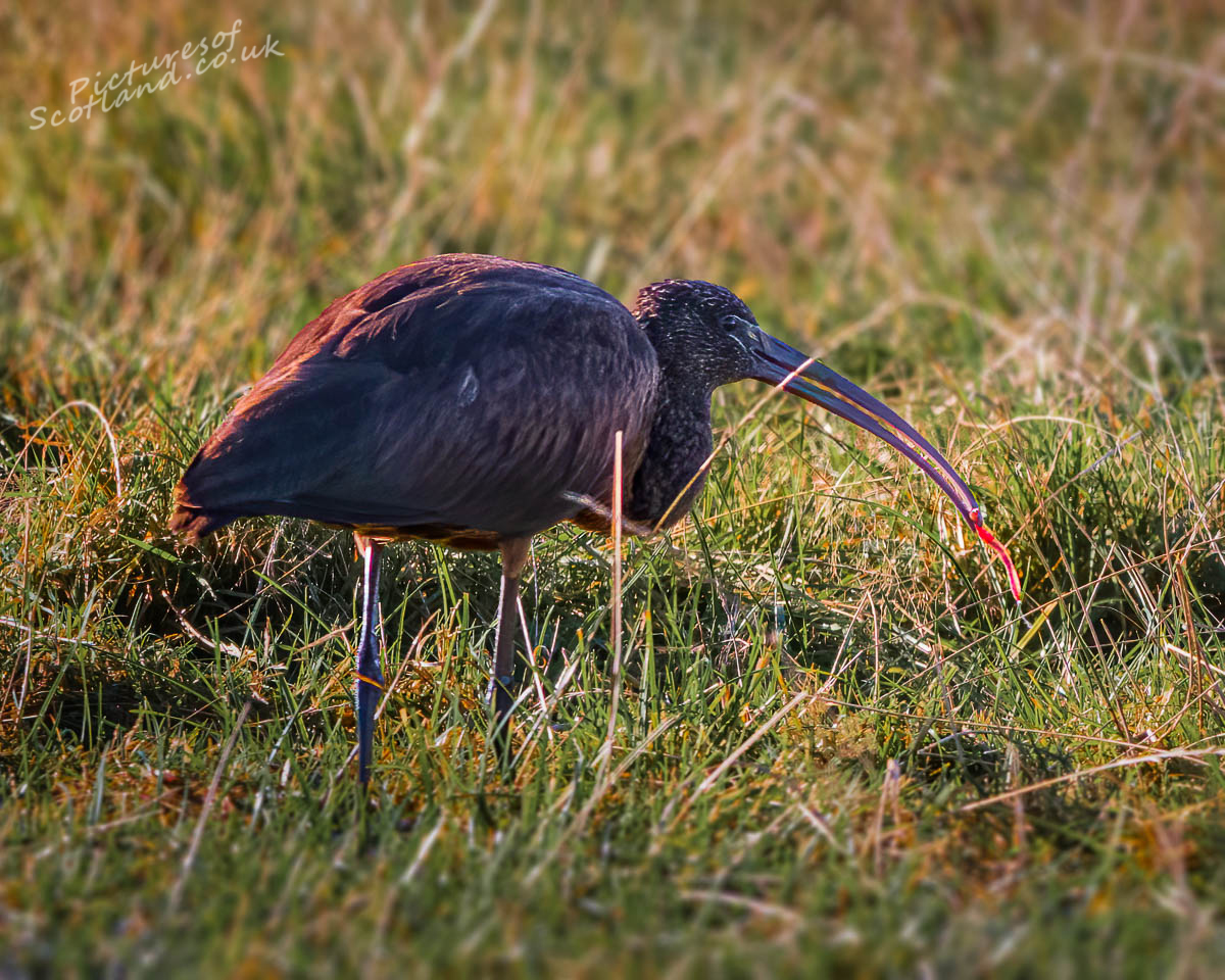 scotsnaps's tweet photo. Glossy Ibis finding plenty of worms to feed on.
#glossyibis https://t.co/Mm23DCfWLt