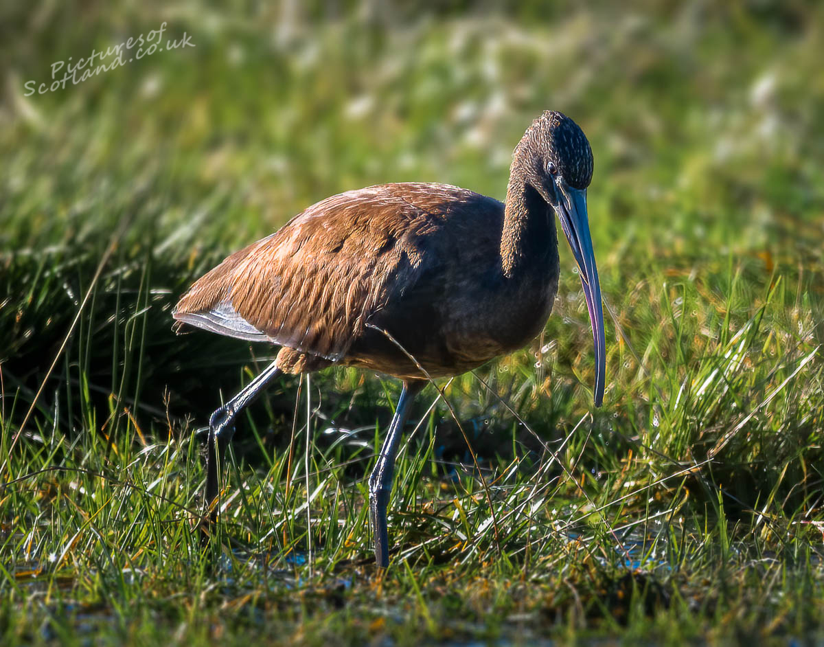 scotsnaps's tweet photo. Glossy Ibis finding plenty of worms to feed on.
#glossyibis https://t.co/Mm23DCfWLt