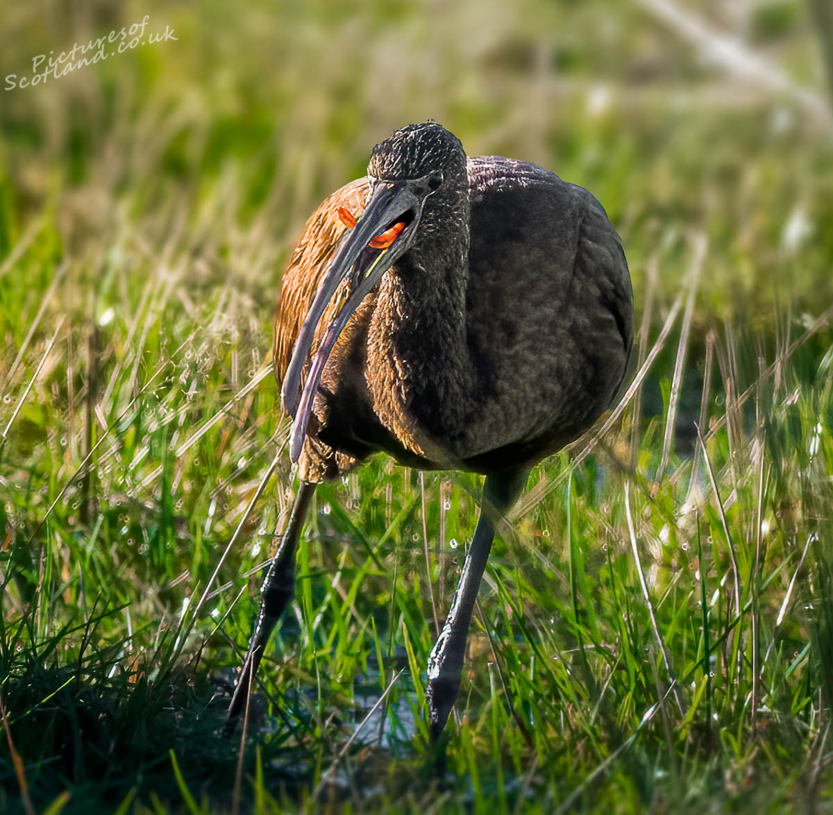 scotsnaps's tweet photo. Glossy Ibis finding plenty of worms to feed on.
#glossyibis https://t.co/Mm23DCfWLt