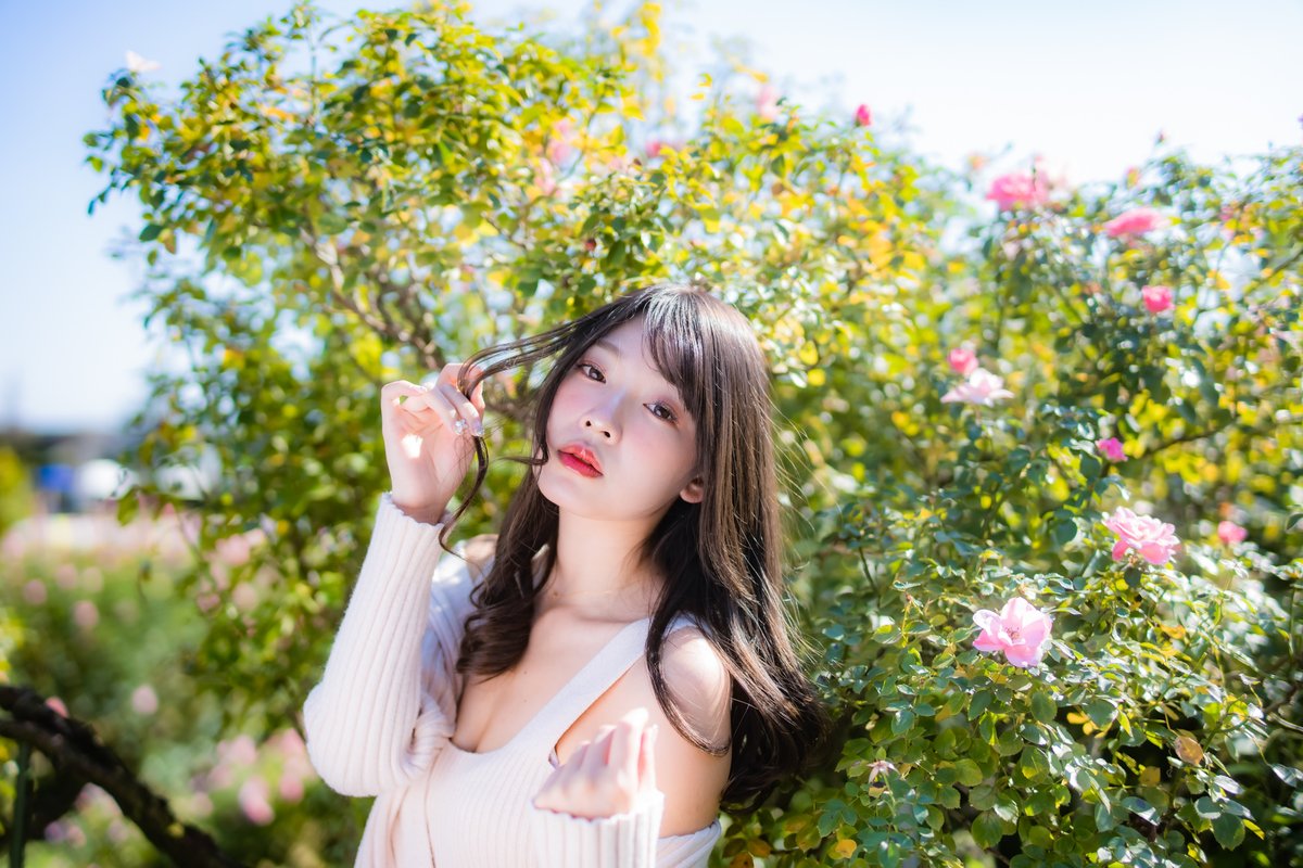 knock1965's tweet photo. #桜ゆりか   ~Pink Rose ~

#RoseGarden 
#portrait 
#photography 
#bimage 
#pinkrose 
#flowers https://t.co/ky4APNbw1O
