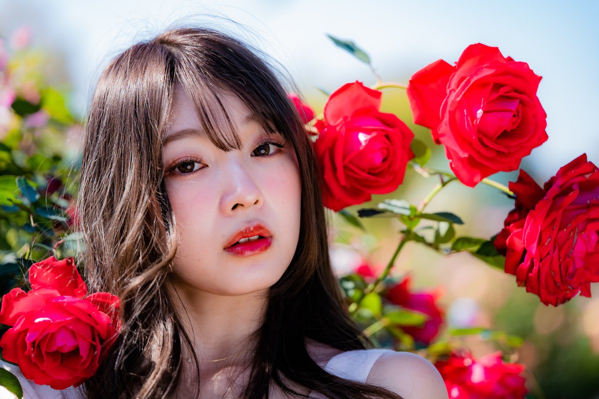 knock1965's tweet photo. #桜ゆりか   ~Red Rose ~

#RoseGarden 
#portrait 
#photography 
#bimage 
#redrose 
#flowers https://t.co/nF95biRi67