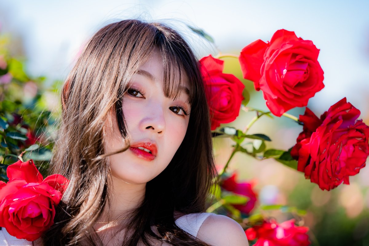 knock1965's tweet photo. #桜ゆりか   ~Red Rose ~

#RoseGarden 
#portrait 
#photography 
#bimage 
#redrose 
#flowers https://t.co/nF95biRi67
