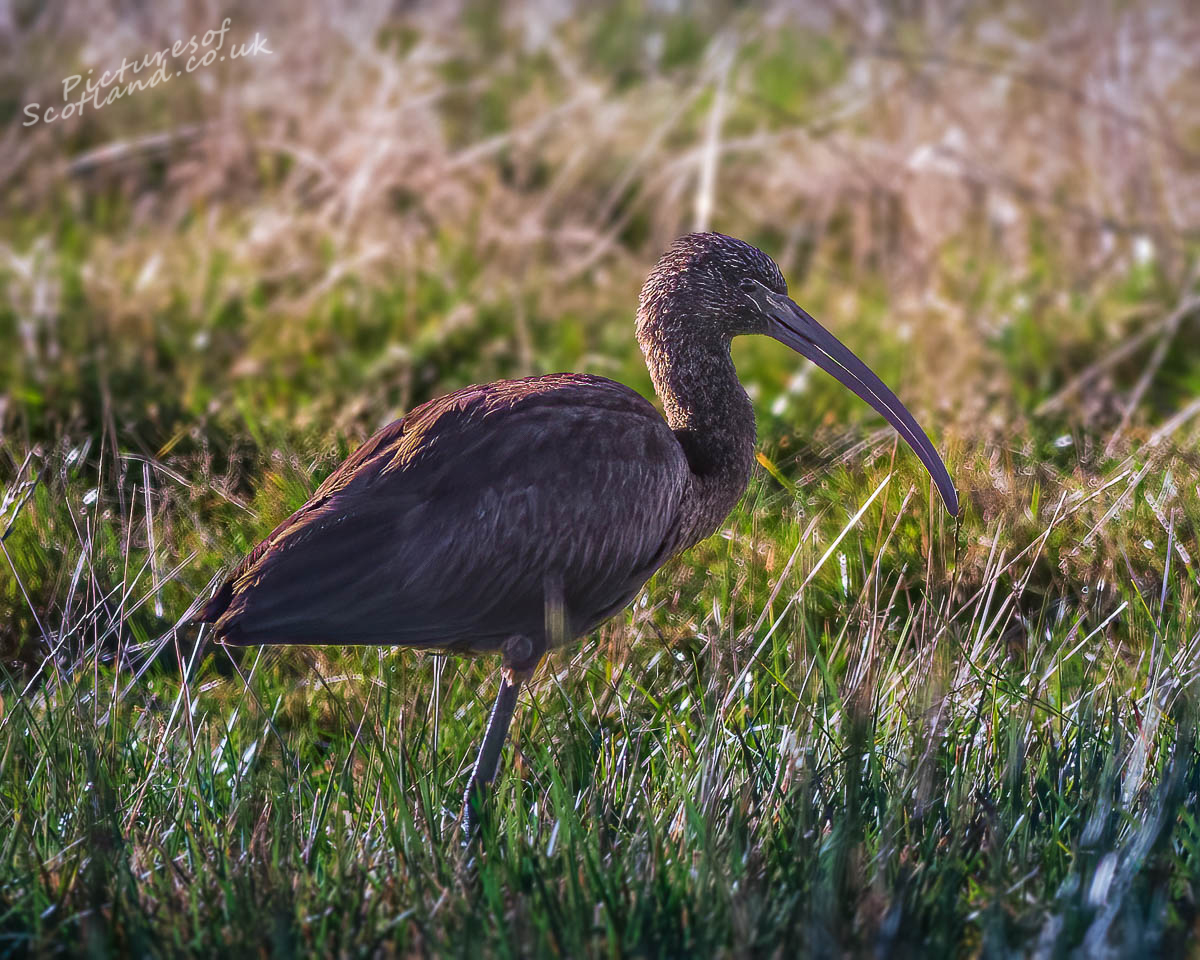 scotsnaps's tweet photo. Glossy Ibis finding plenty of worms to feed on.
#glossyibis https://t.co/Mm23DCfWLt