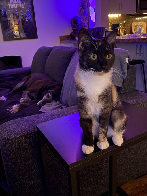 I adopted a Kitty! 😊 As you can see Lynn is thrilled. Haha https://t.co/a2jwIdgT1S<a href="/tag/demonslayer"class="tags"><span>#demonslayer</span></a>