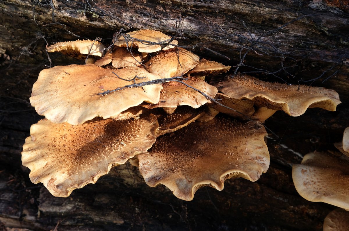 scotfot's tweet photo. The tops! #fungi https://t.co/gOA5ocnrxH