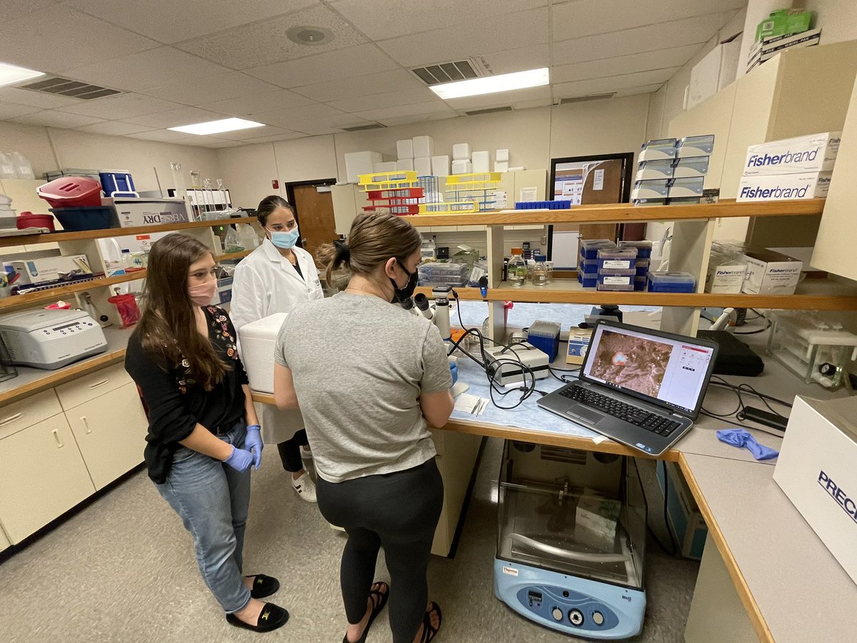 steroiddr's tweet photo. Always enjoy popping by the lab when I can learn something from my students! I am loving the role reversal to find out updates to protocols! @AnnaJirik @mgriv12 https://t.co/cyLzLeTdHS