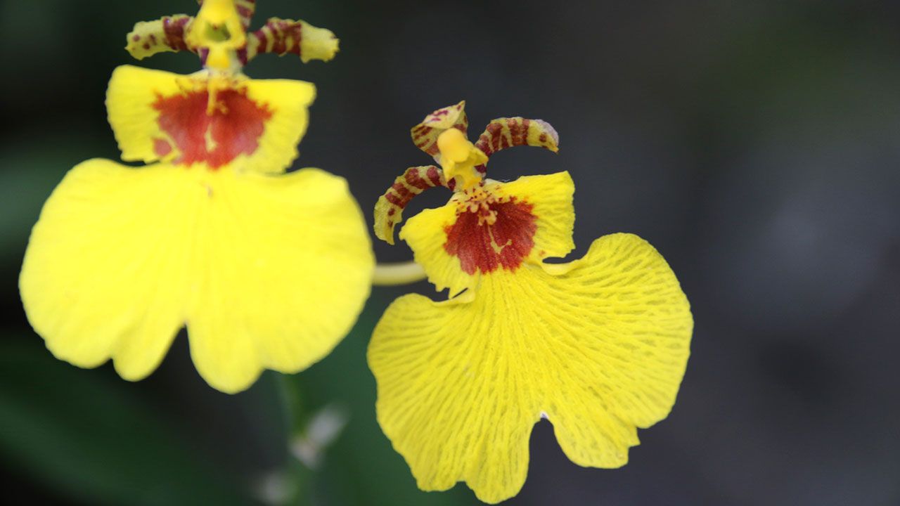 Twitter এ メリアルーム 土日祝いいねお休みです 今日の花 11月5日の誕生日花は オンシジウム 花言葉は 一緒に踊って です この日生まれの人は 寂しがり屋でシャイ 口下手ではなく異性にもモテるタイプなので 自信をもって話すようにしましょう