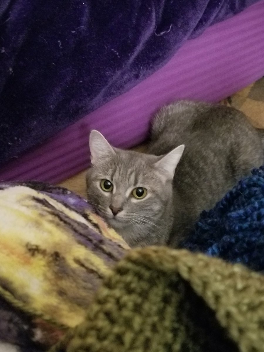 Tasha is VERY interested in my crochet.

#CatsOfTwitter 
#crochet
#yarntoy