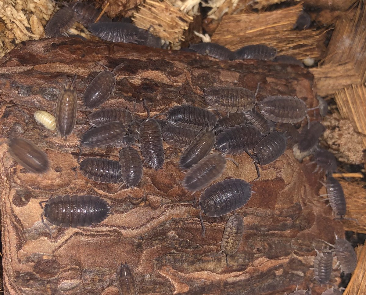 ダンゴムシ بحث في تويتر