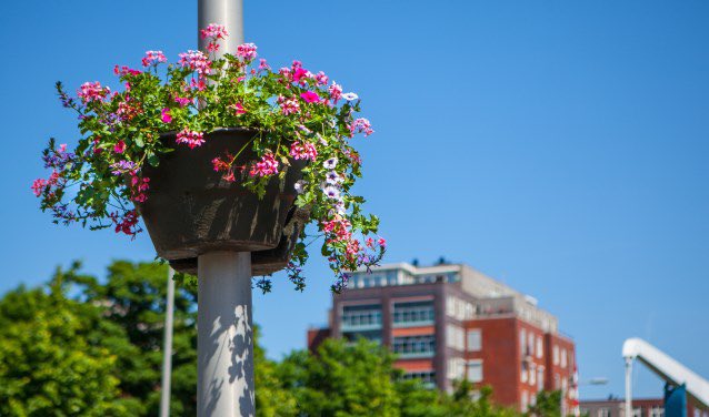 xruisx's tweet photo. De hanging baskets komen terug 🥳 https://t.co/MgpLrVyhsD