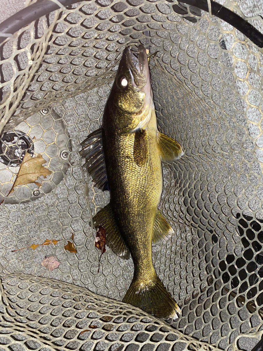 OutdoorsAlexa's tweet photo. Night bite is on ๐ฅ already! #walleye #fallfishing @TargetWalleye @Frabill_Inc @ALUMACRAFTBOATS @VTFishWildlife @VermontTourism @VTStateParks #vt #vermontfishing #walleyes #nightbite #catchandrelease #lakechamplain #masterangler #outdoorswoman #catchoftheday #sofar https://t.co/2eLbcNuNvq