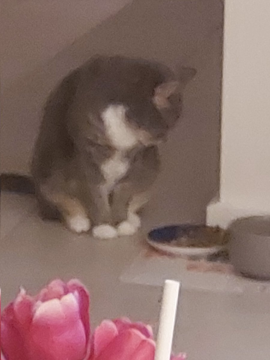 matrix40au's tweet photo. @roundmel0dy My food bowl is only half full.. it won't long until I starve.. 😂 #overlydramatic https://t.co/zGArNYzte9
