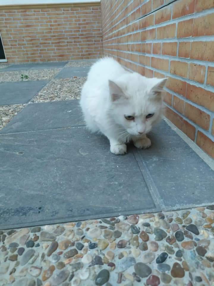 SilviaMylo's tweet photo. Buscamos acogida para esta gatita hasta que se recupere de la estelirizacion. 🏠
En estos momentos está en la calle. Es muy buena y noble ❤️, tiene  un año y medio. La acogida sería solo de un par de semanas.🙏 Es urgente
En Lebrija, Sevilla 
645830502
😢 🆘 📢 📢 📢 📢 📢 📢 https://t.co/JXX6jSQL2o